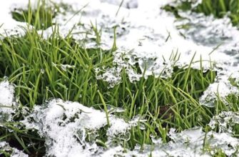 Winter lawn care