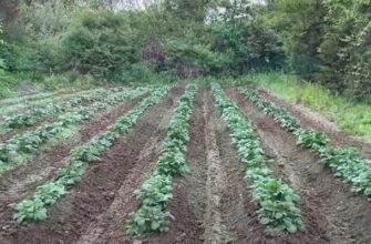 how to make rows in a garden with a tractor