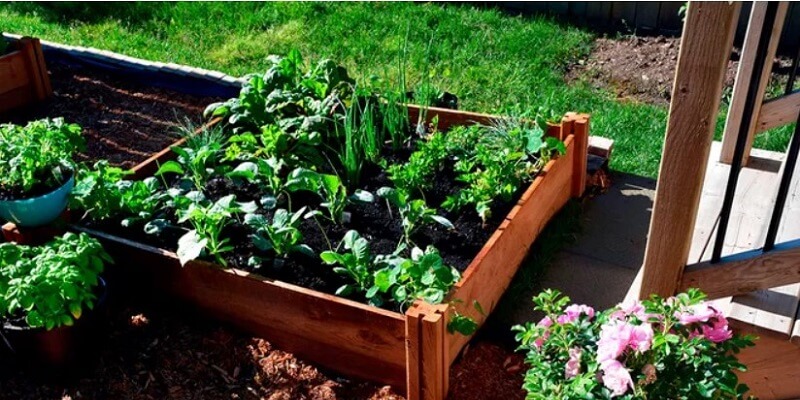 raised beds