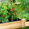 raised garden bed