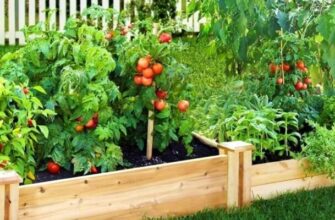 raised garden bed