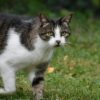 how to keep cats out of garden naturally