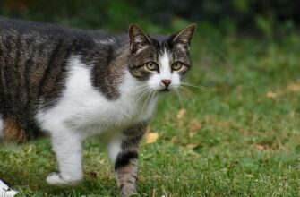 how to keep cats out of garden naturally