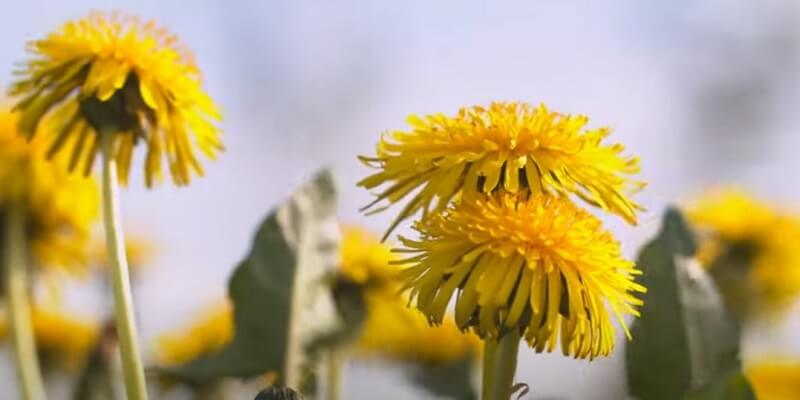dandelions weeds