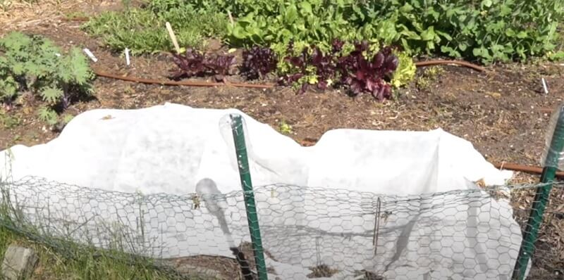 how to keep chipmunks away