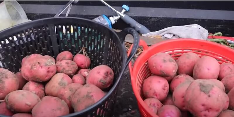 how do i grow potatoes