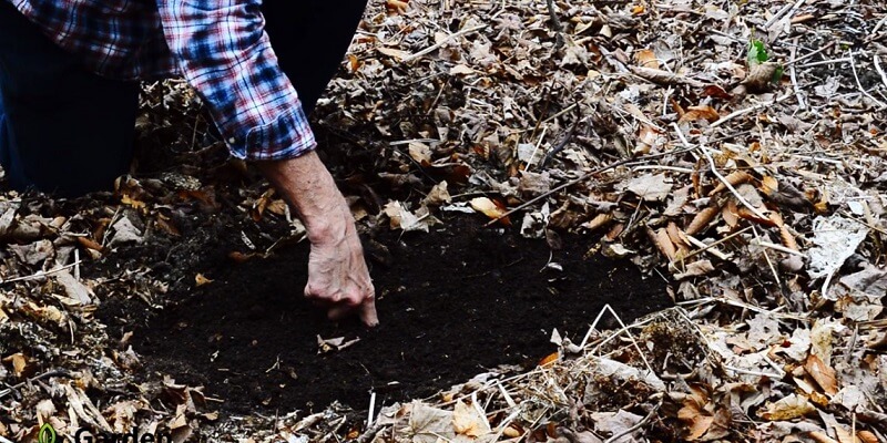 how often water garden