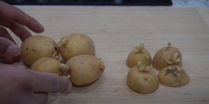 how to grow potatoes