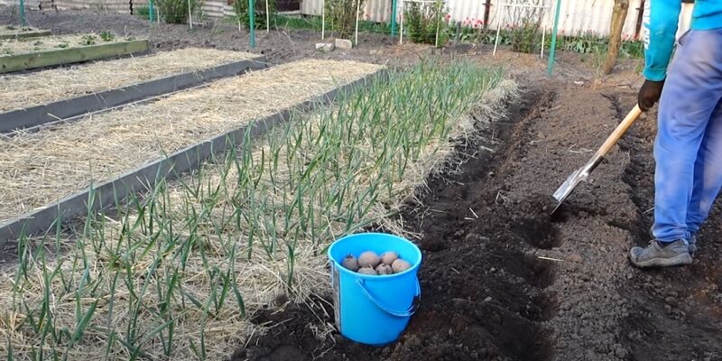 growing potatoes