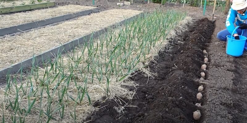 how to plant potatoes