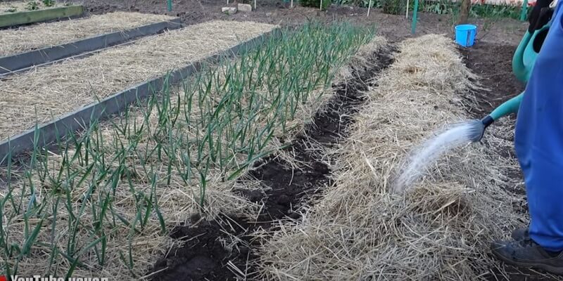 how do you grow potatoes