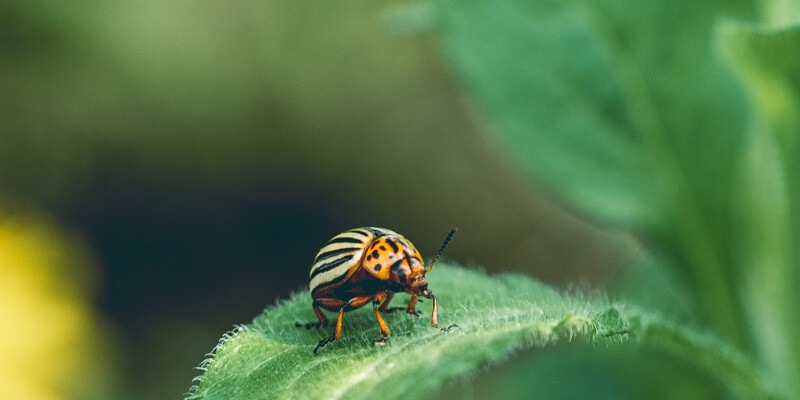 how do i plant potatoes