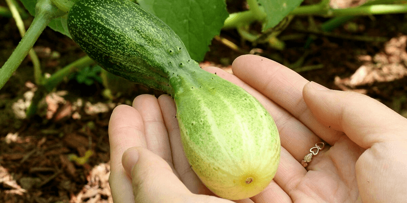 how often to water the vegetable garden