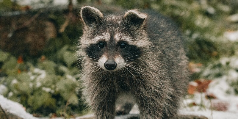 keep raccoons away