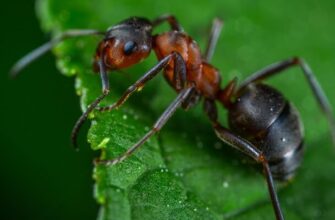 how to keep ants out of garden bed