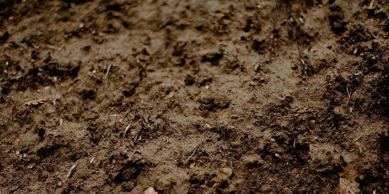 Garden soil 