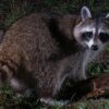how to repel a raccoon