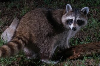 how to repel a raccoon