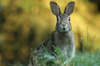 Keep Rabbits Out of Garden