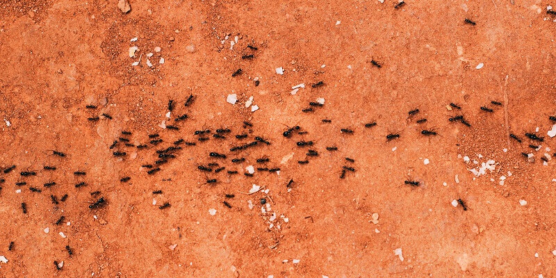 how to get rid of ants in the garden