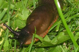 how to get rid of slugs snails and in garden