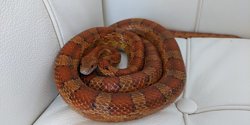 CornSnake
