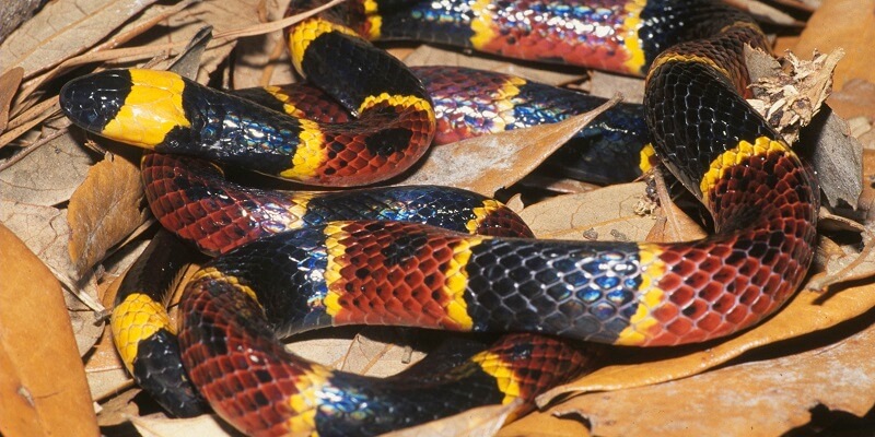 Eastern Coral Snake