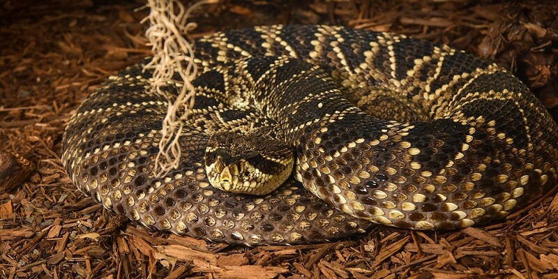 Eastern Diamondback Rattlesnake