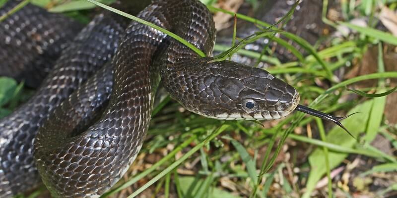 Rat Snakes