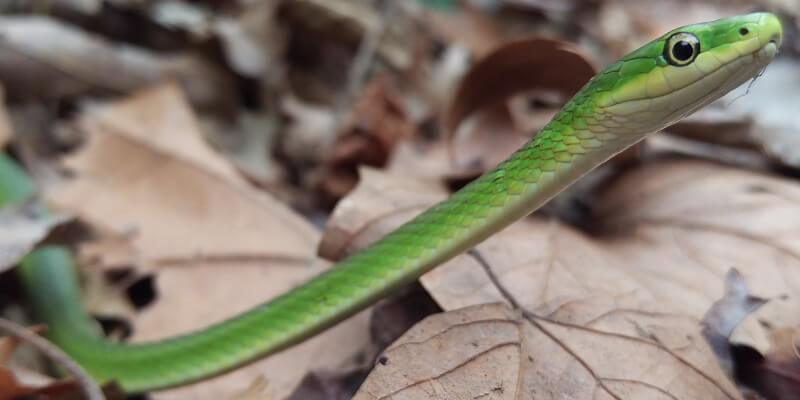 Rough Green Snake