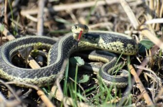 how to get rid of garden snakes